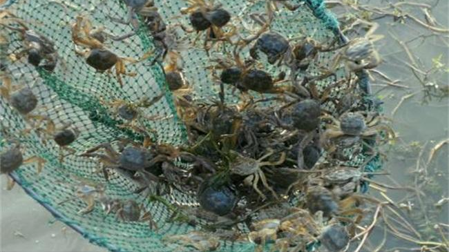 春季蟹塘肥水用什么肥料蟹塘肥水注意哪些问题本文告诉你