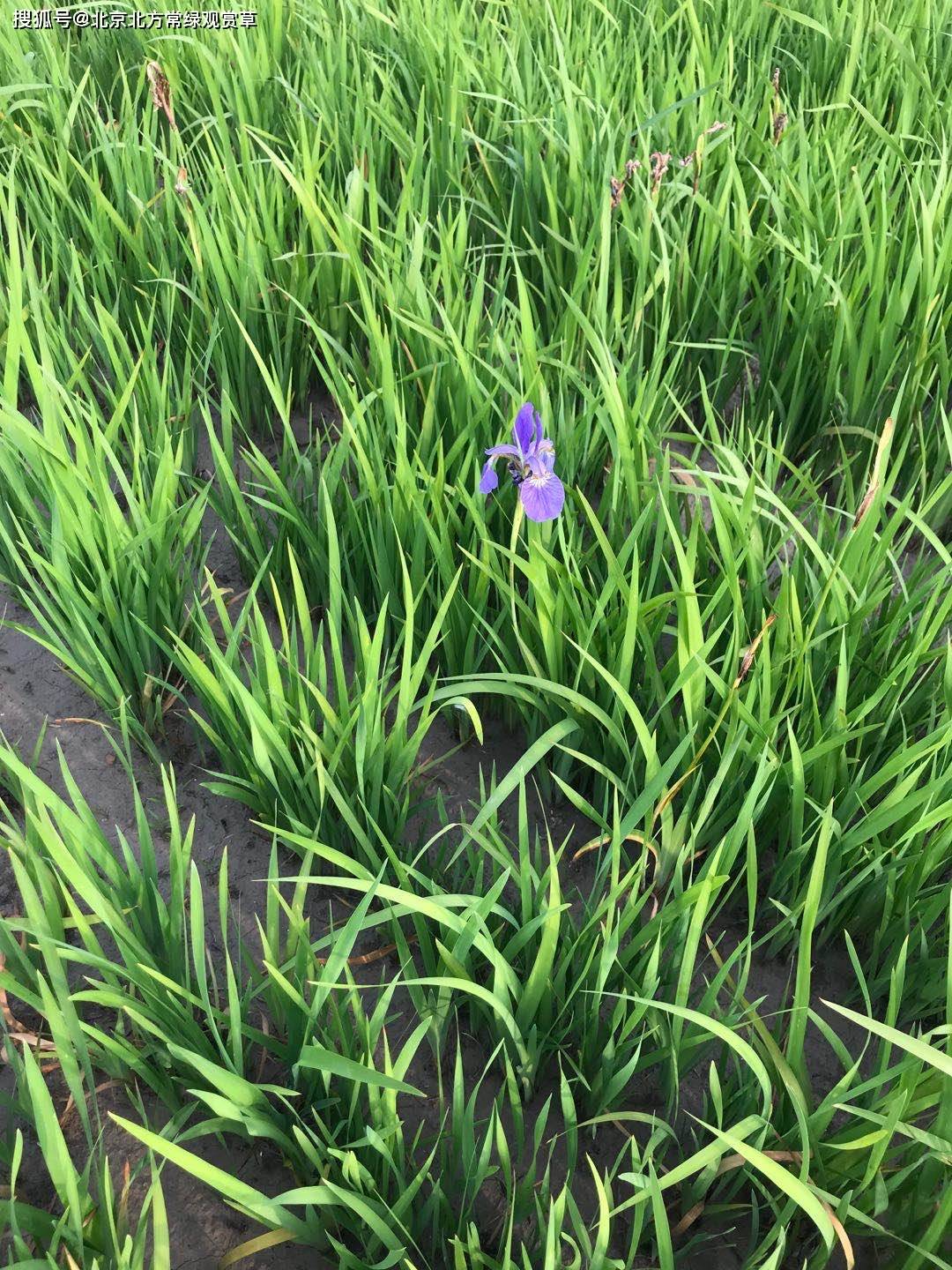 德国鸢尾种植方法?_土壤_开花_肥料