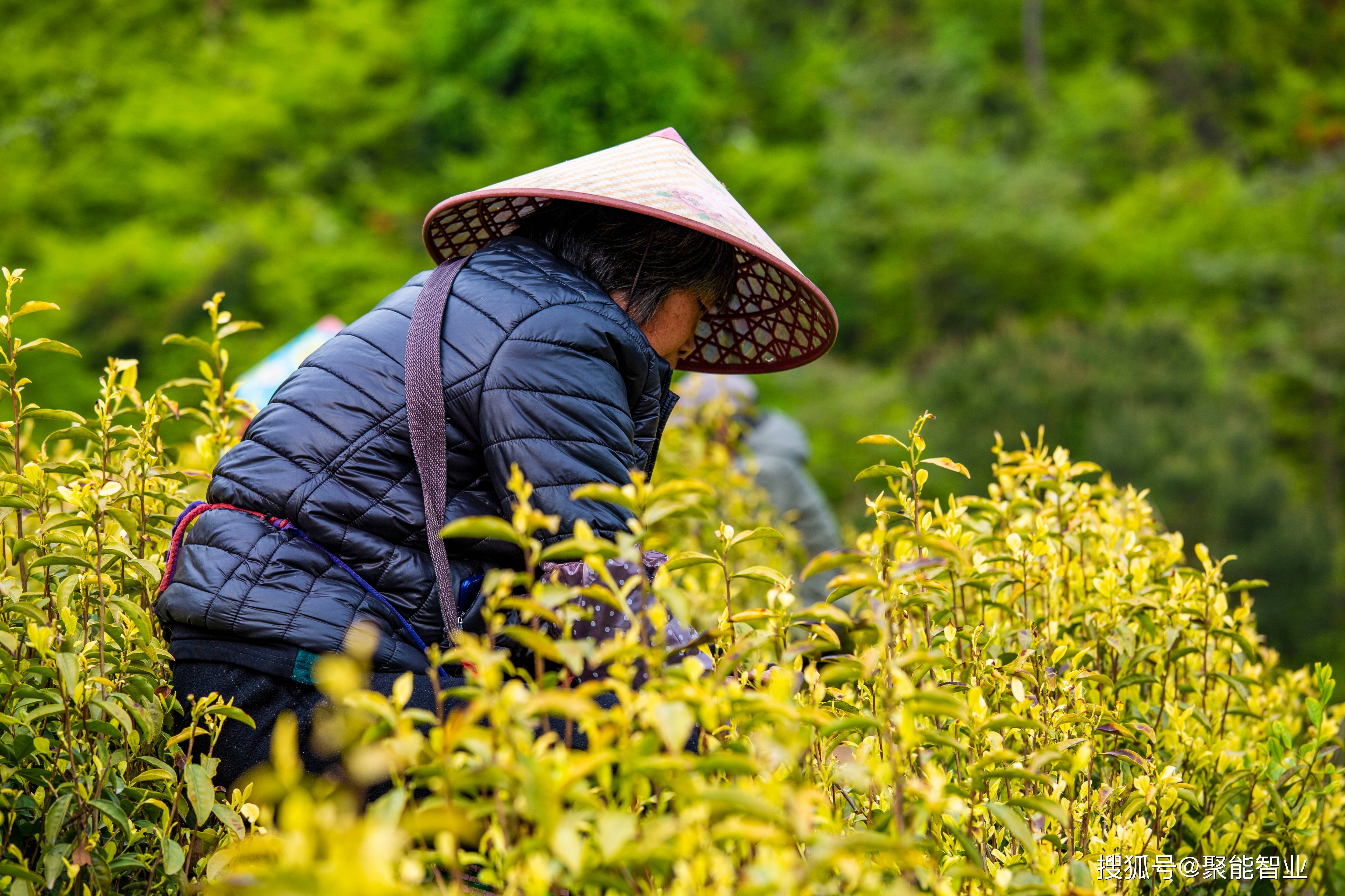 浙江三大黄茶叶哪个好（浙江三大黄茶叶哪个好吃）《浙江的黄茶有哪些品种》