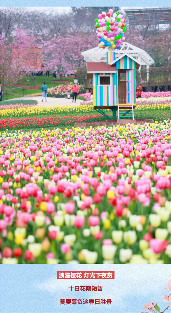 漫花庄园门票值不值官方赏樱攻略告诉你春日花海精彩演出从早到晚