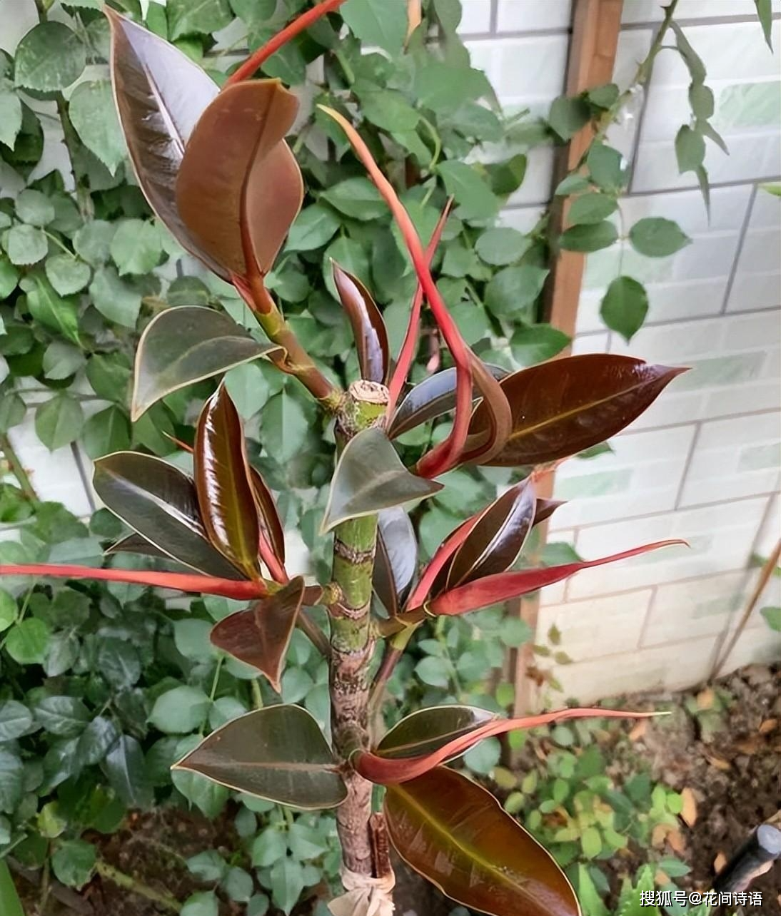 玉树_修剪_枝条