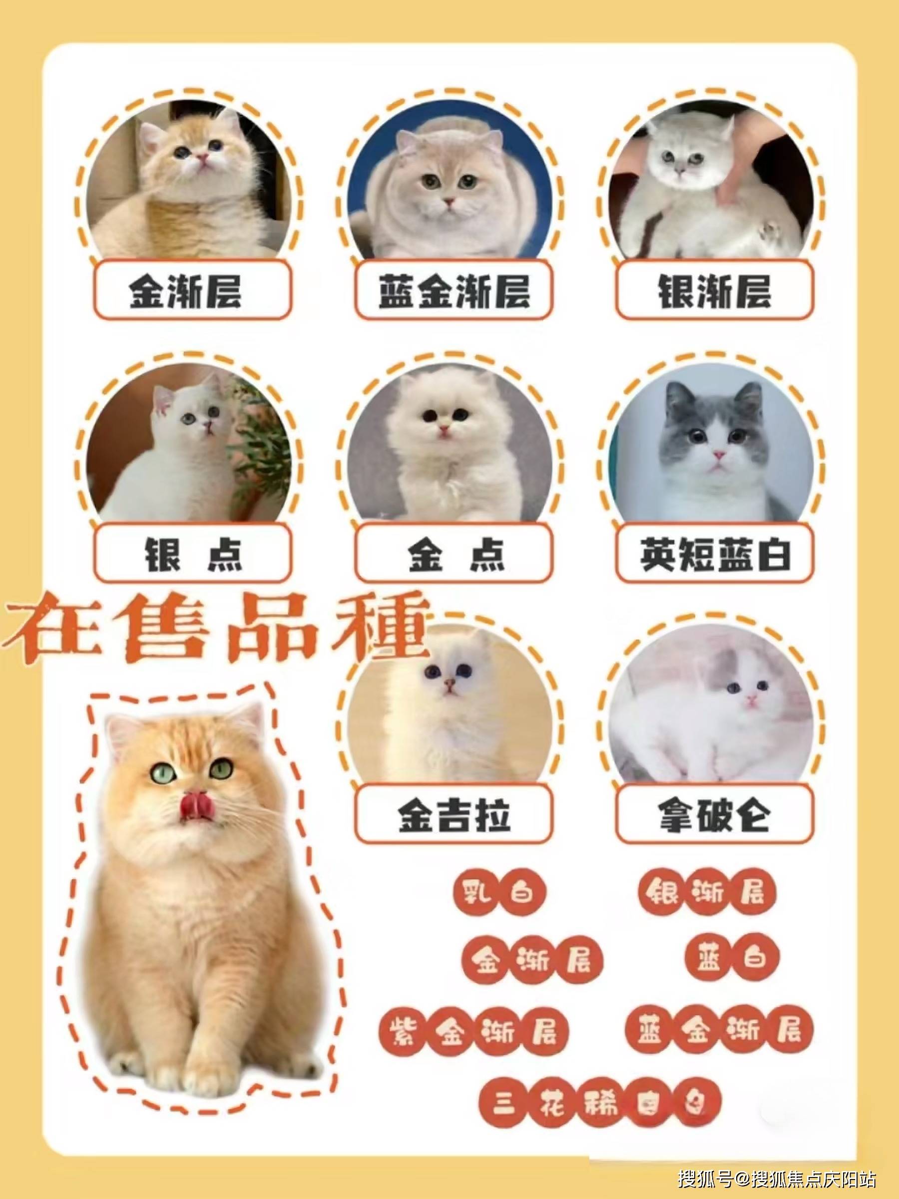 宠物猫排行榜前十名图片