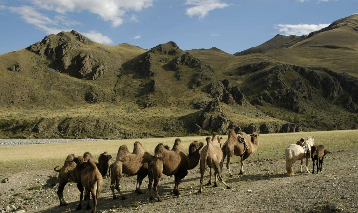 苏德战争滞苏中国将领传奇,上将杨至成沿街讨饭,李天佑帮养兔子_苏联