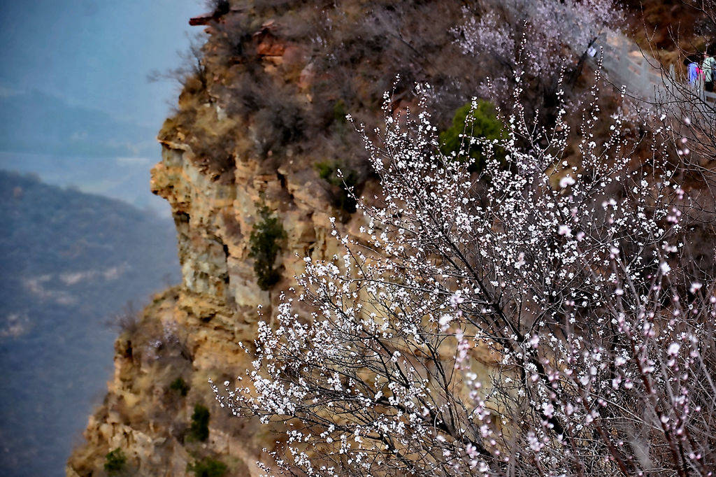 洛阳荆紫仙山第十届黄河桃花文化旅游节盛大开幕!_游客_新安_景区