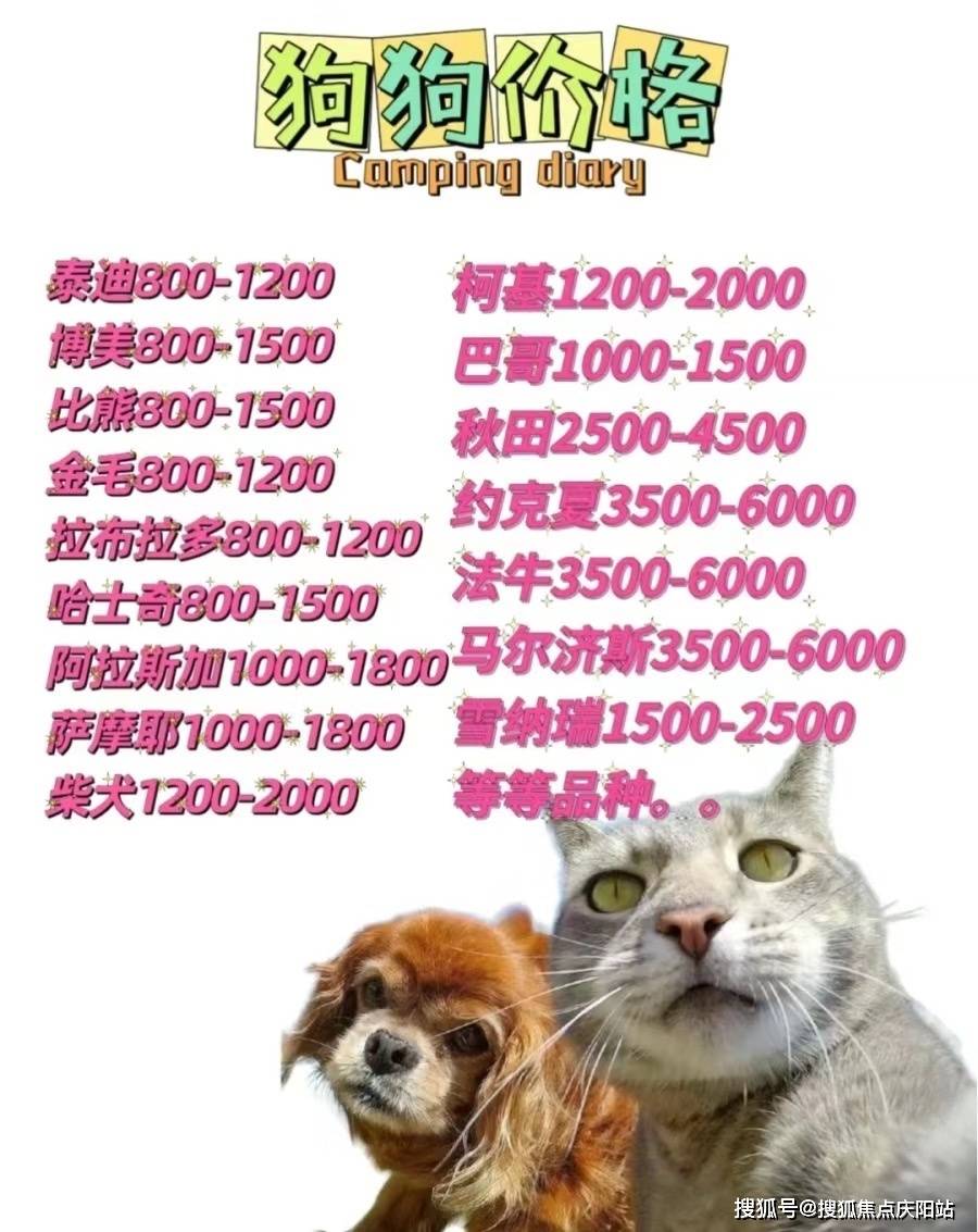 蓝猫,蓝白,金渐层,银渐层,蓝金渐层,美短,起司猫,德文雷克斯,暹罗猫
