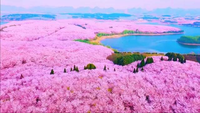 贵州樱花旅游4日游景点路线攻略贵州平坝樱花4日注意事项看完这篇就全