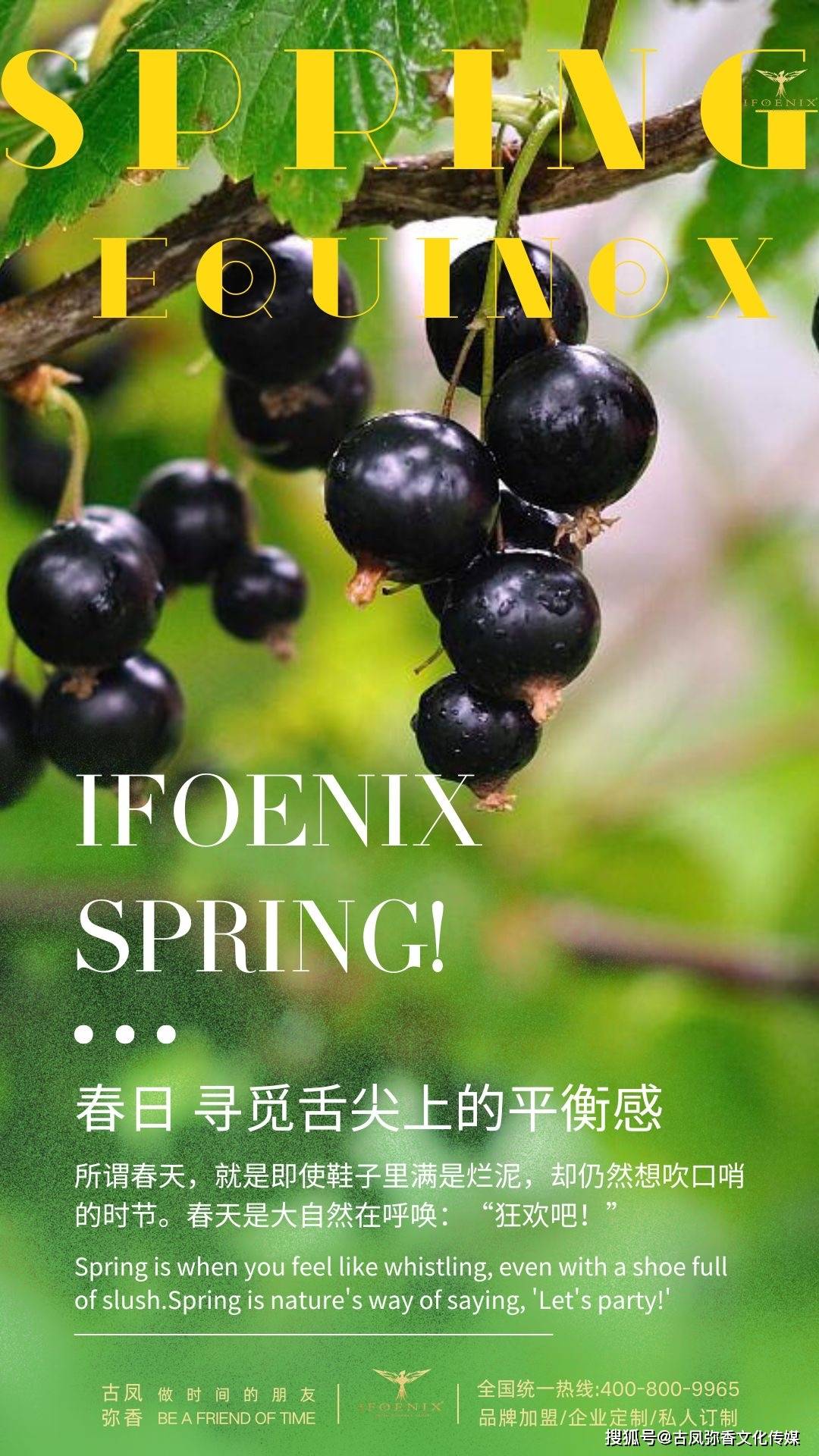 ifoenix不老莓干红春日一分为二聆听大自然协奏曲寻觅舌尖上平衡感