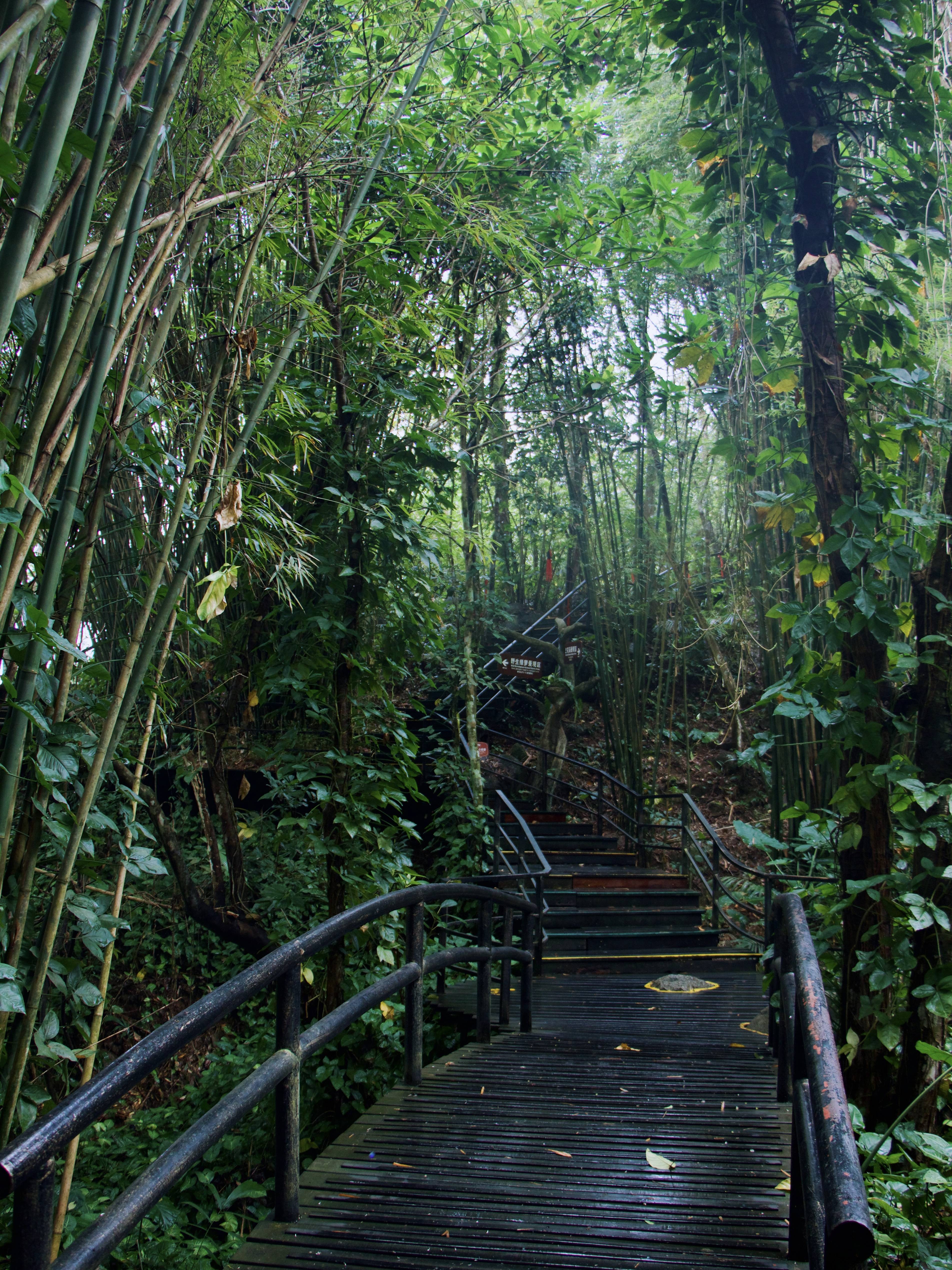 三亚大海看腻了换点绿色看看吧