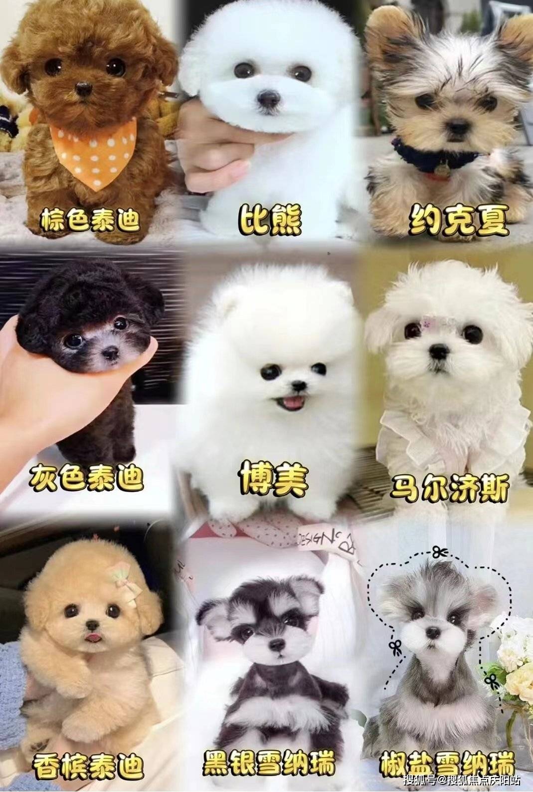 作为西安最大的宠物市场之一,这里汇聚了众多知名的犬舍和猫舍.