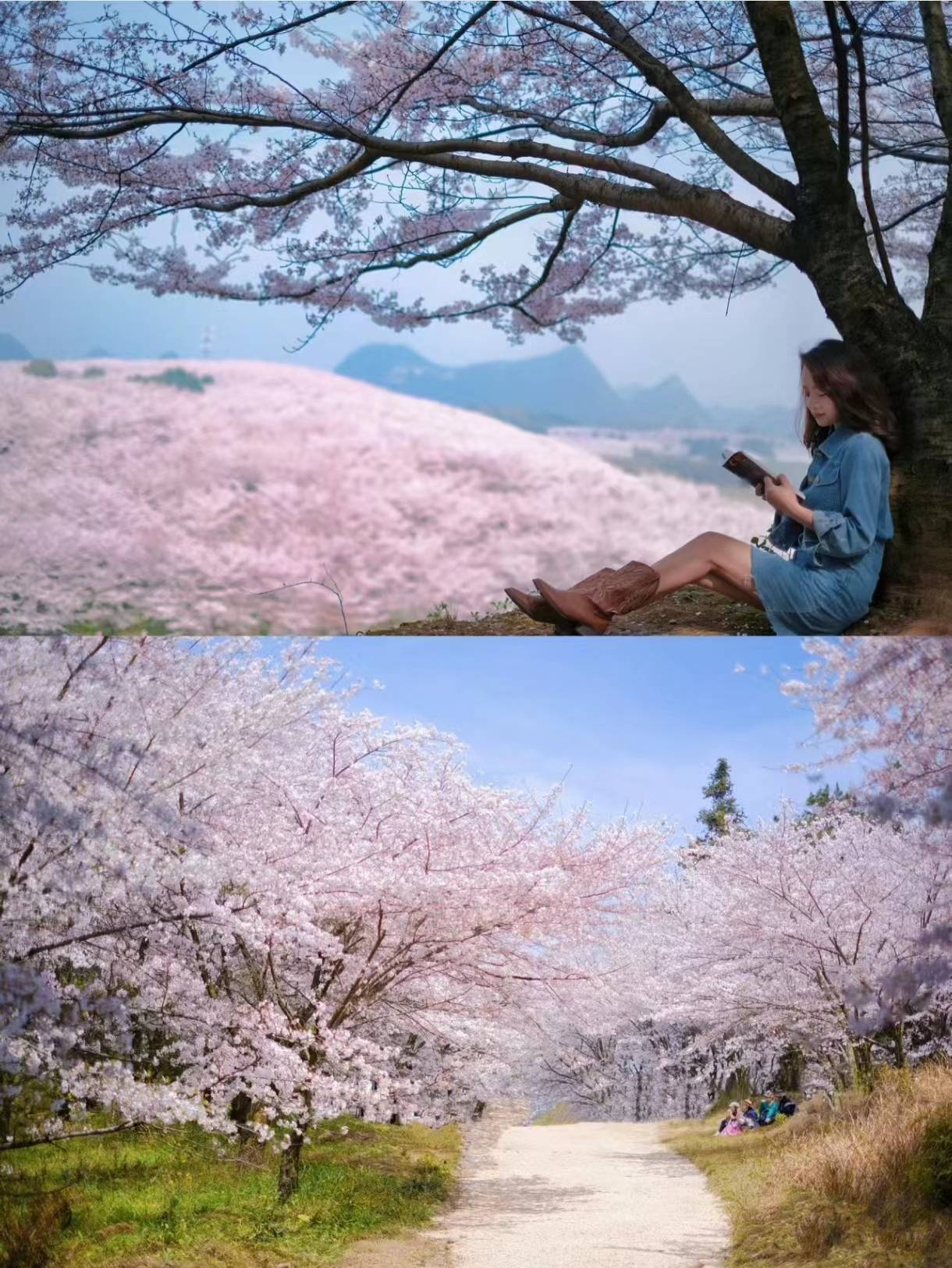 贵州平坝樱花门票多少钱平坝樱花最佳观赏时间是什么时候