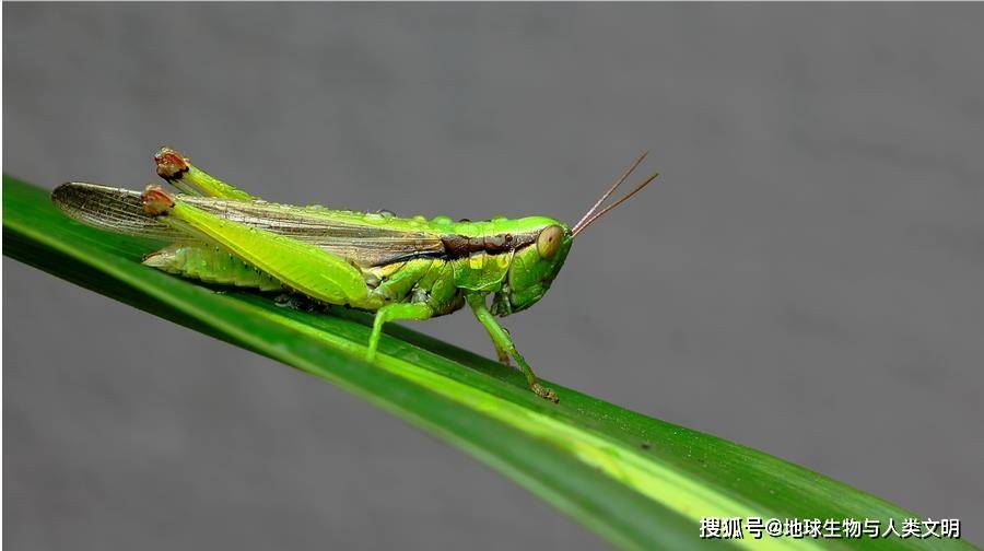 原创动物界全系列网翅蝗科网翅蝗亚科一网翅蝗