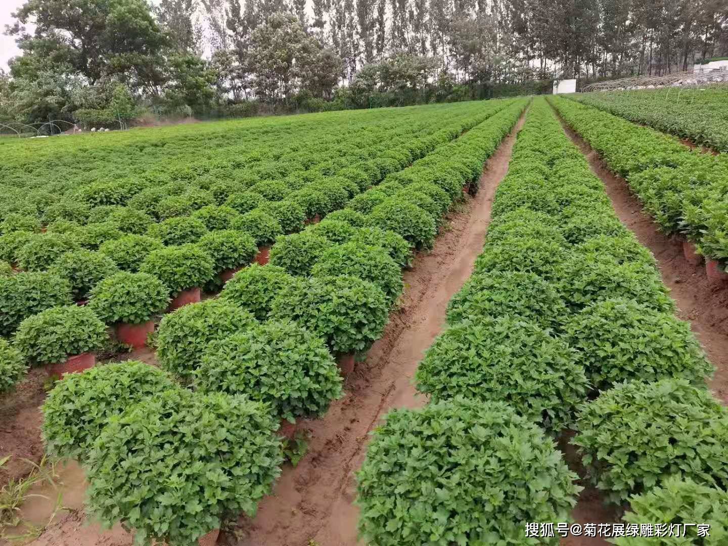 雨季如何做好菊花苗的管理,这篇文章要收藏好在雨季