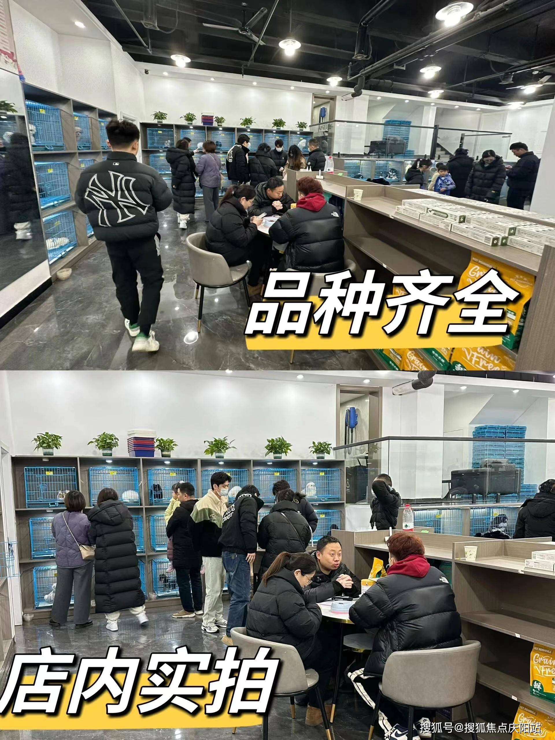 南京买宠物首页网站丨哪里正规犬舍猫舍基地南京哪里正规犬舍猫舍基地