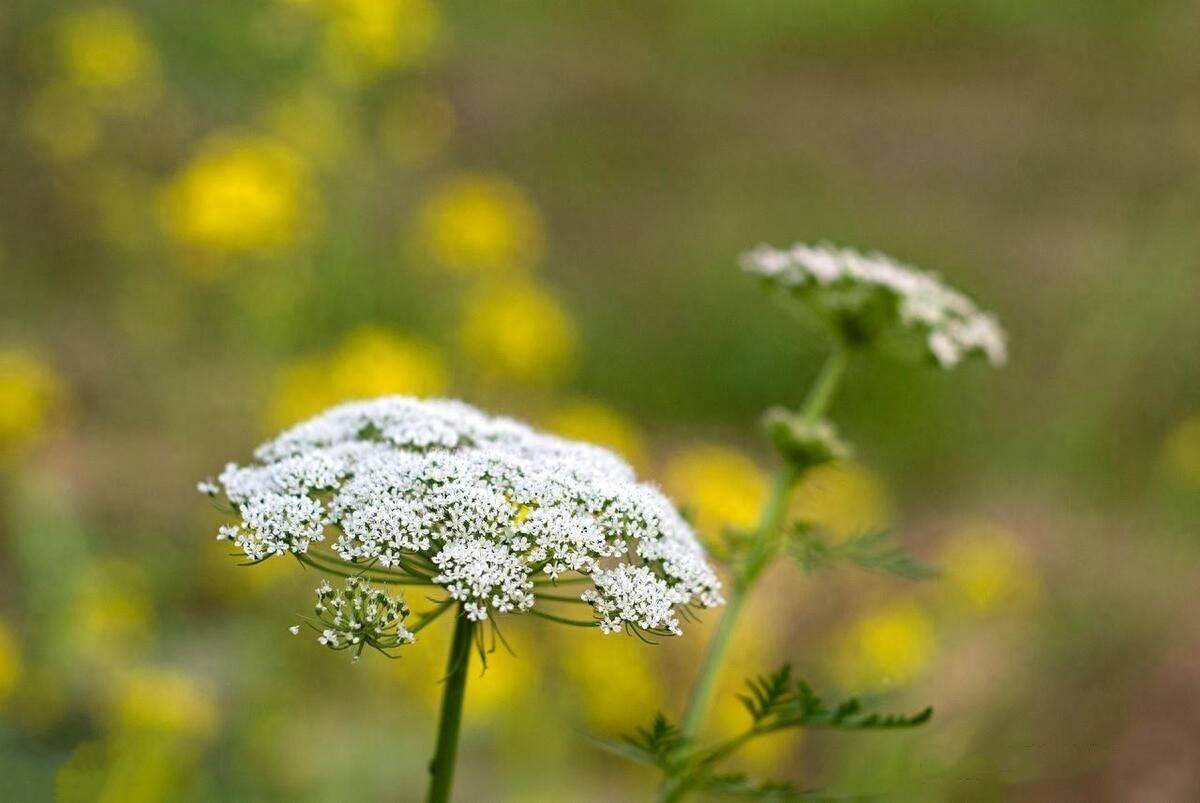 孙思邈最爱用的一味温补肾阳药,冬天就要温肾阳,化寒湿_可用于_苦参