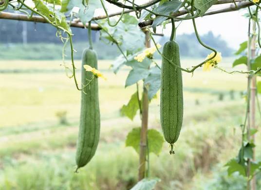 时里面的网状纤维称丝瓜络,可代替海绵用作洗刷灶具及家具;还可供药用