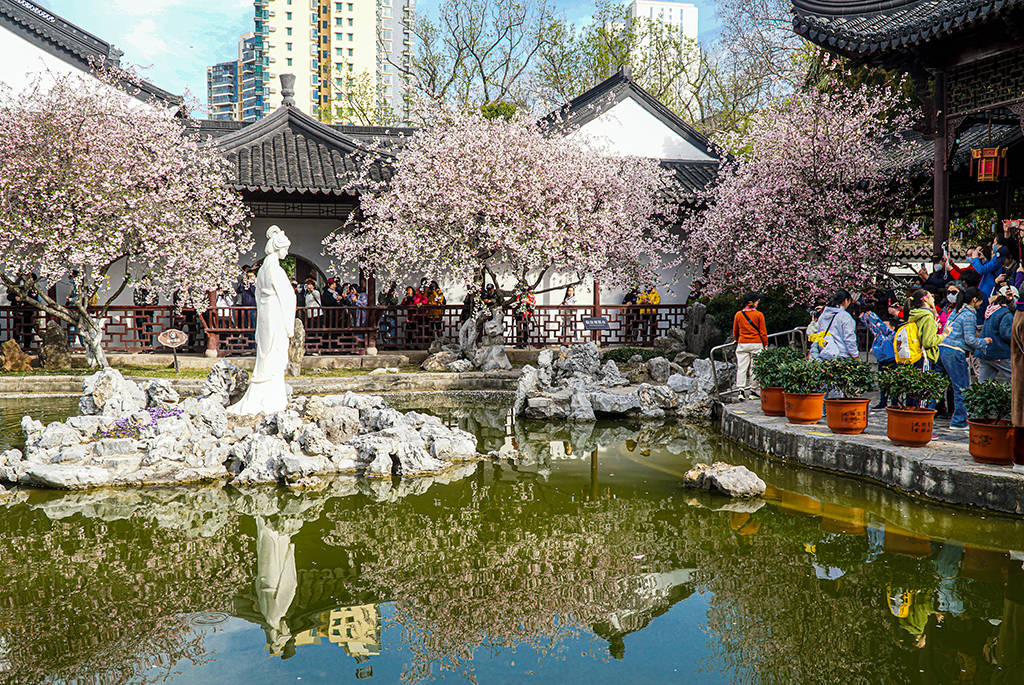 莫愁湖公园,海棠花盛放!