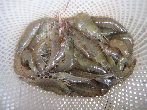 对虾红体病的原因与对策_保护_现象_身体