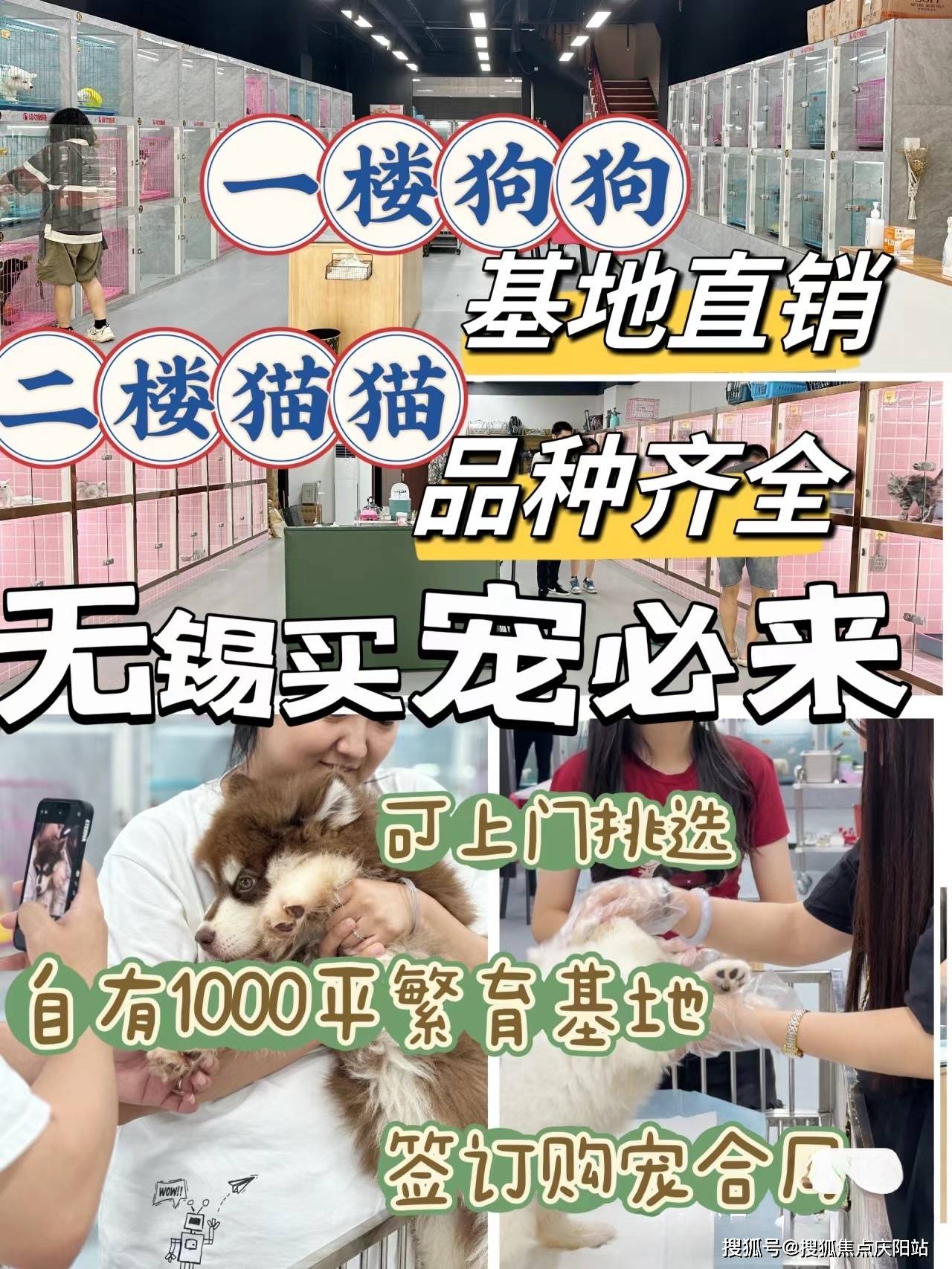 昆明买比熊幼犬首页网站丨昆明官渡区哪家宠物店有卖比熊幼犬的