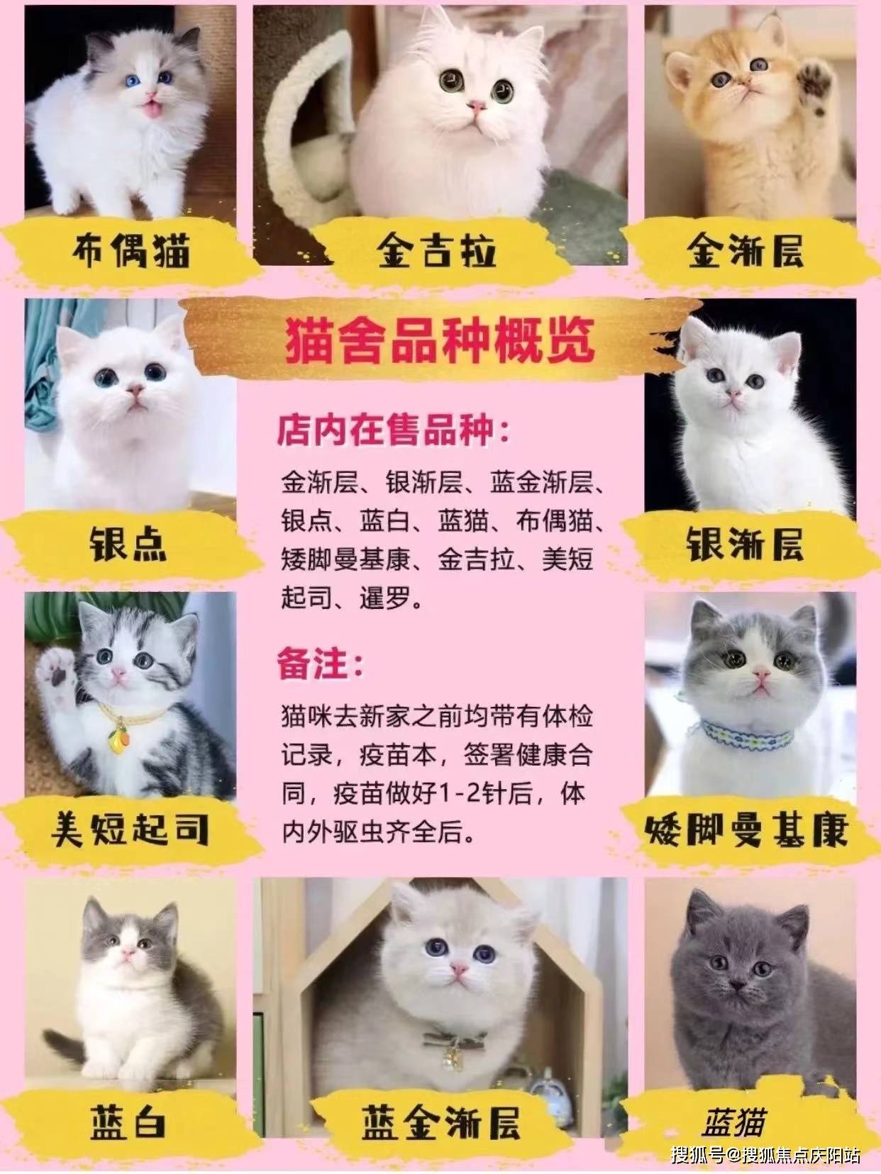 宠物猫排行榜前十名图片