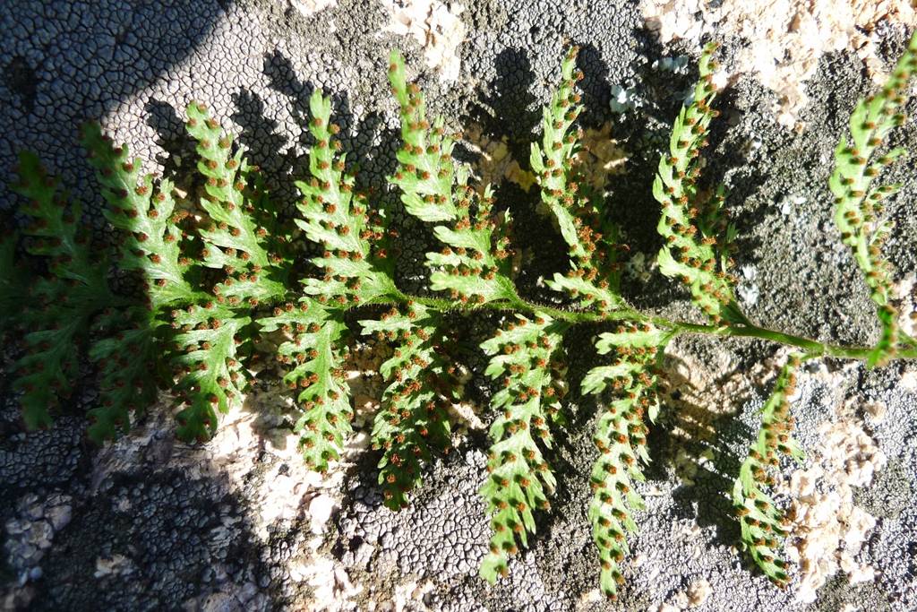 我见到的山东本土野生植物五