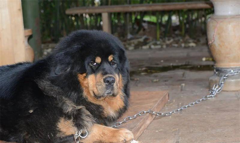 马俊仁带田径队连破三次世界纪录被辞退后卖藏獒如今生活怎样