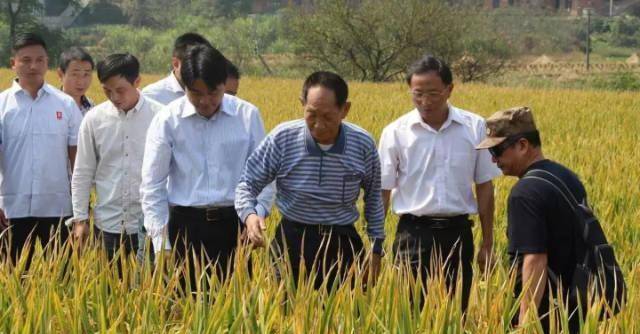 原创袁隆平团队中东种出海水稻年产520万斤迪拜土豪都傻眼了