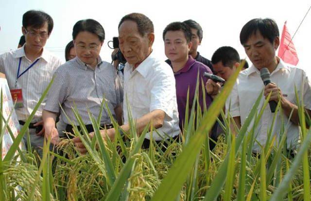 原创袁隆平团队中东种出海水稻年产520万斤迪拜土豪都傻眼了