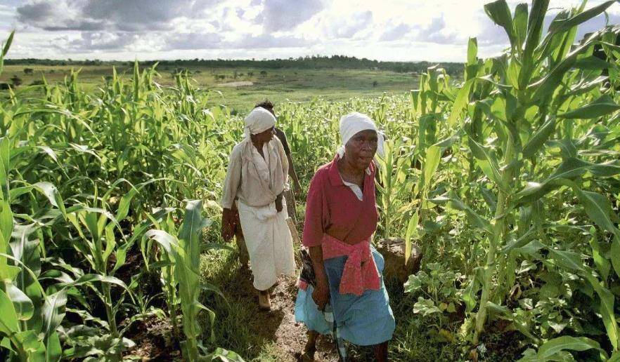 原创原创坐公交3万亿100万亿只够买3个鸡蛋津巴布韦为何穷得只剩钱