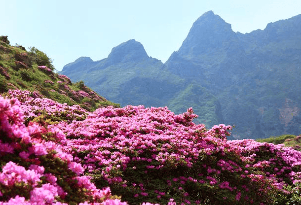 看花什么时候好,贵州百里杜鹃景点攻略验心得分享 [最全解答]_景区