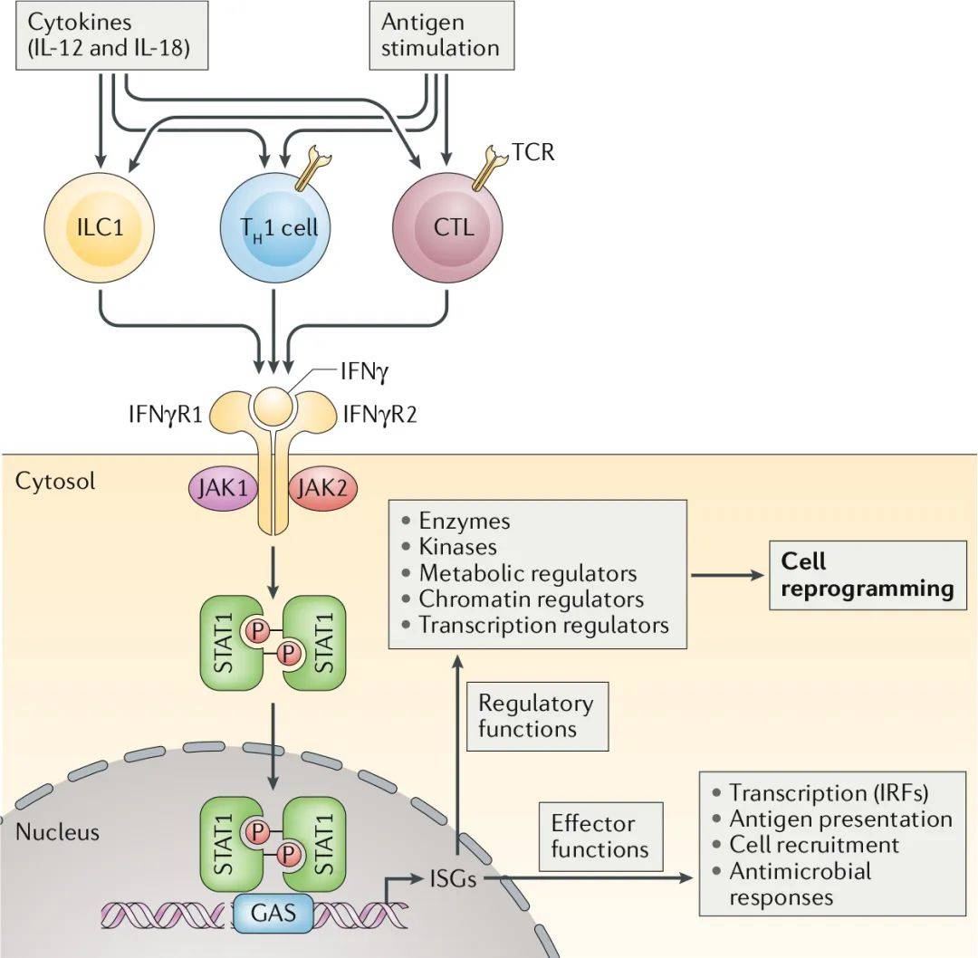 Ⅱ型干扰素ifnγ生物学功能及作用机制