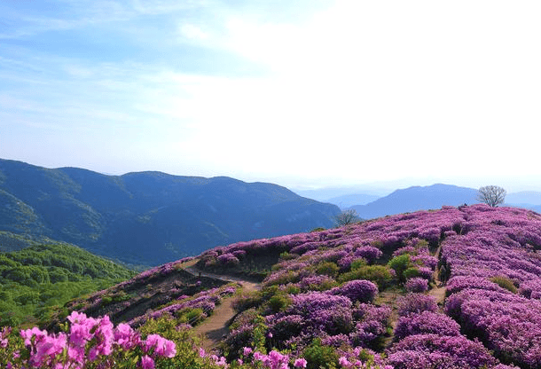 看花什么时候好,贵州百里杜鹃景点攻略验心得分享 [最全解答]_景区