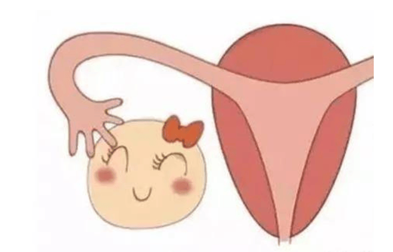 看完后恍然大悟!_影响_胚胎_卵子