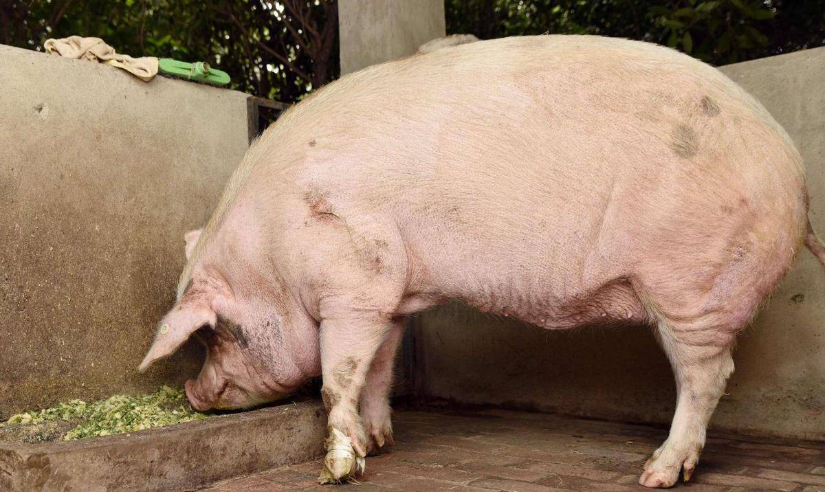 原创原创汶川地震爆发时猪坚强被埋36天13年后现状如何