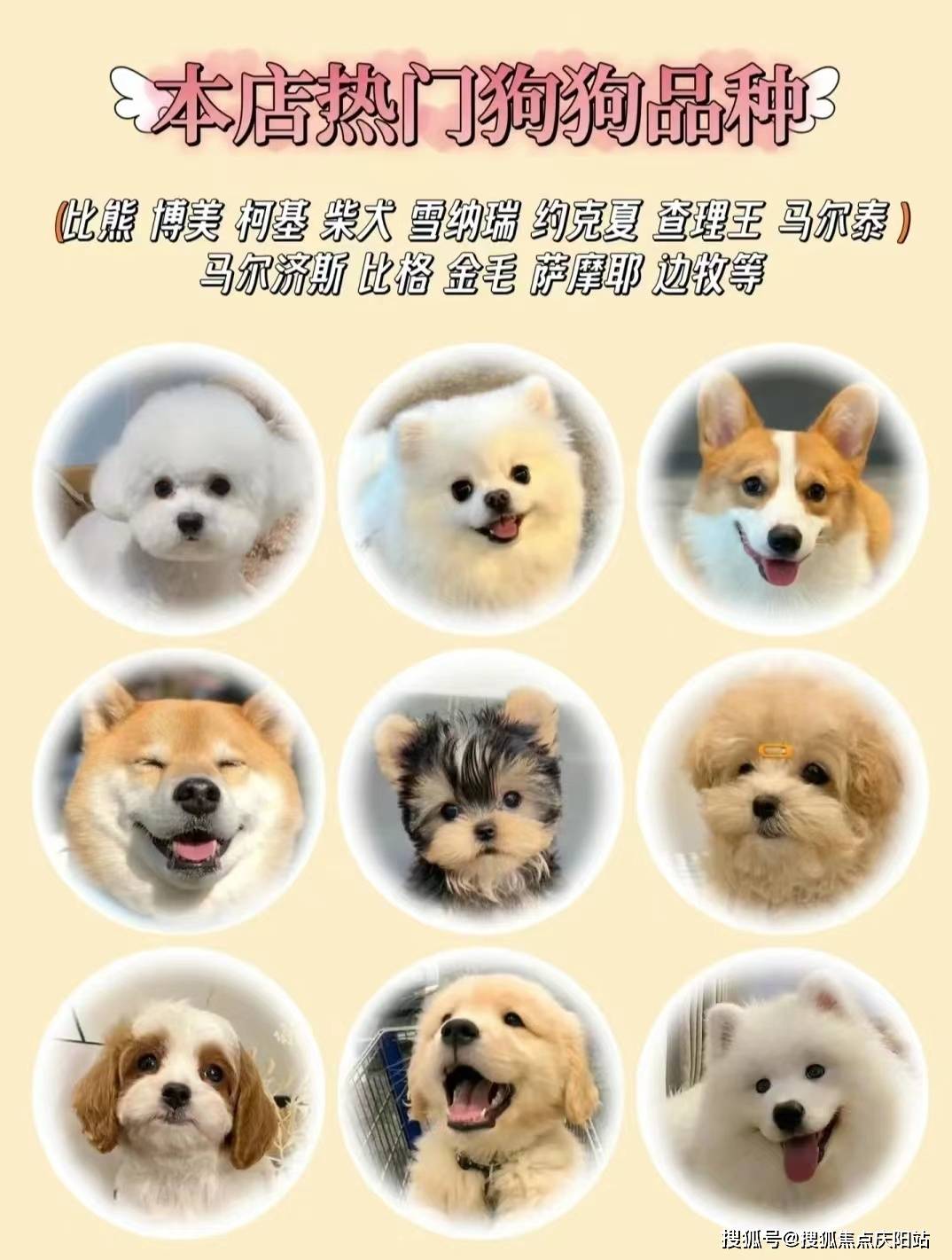 南昌买蓝金猫丨南昌红谷滩区哪有卖蓝金猫的宠物市场丨南昌福安家猫