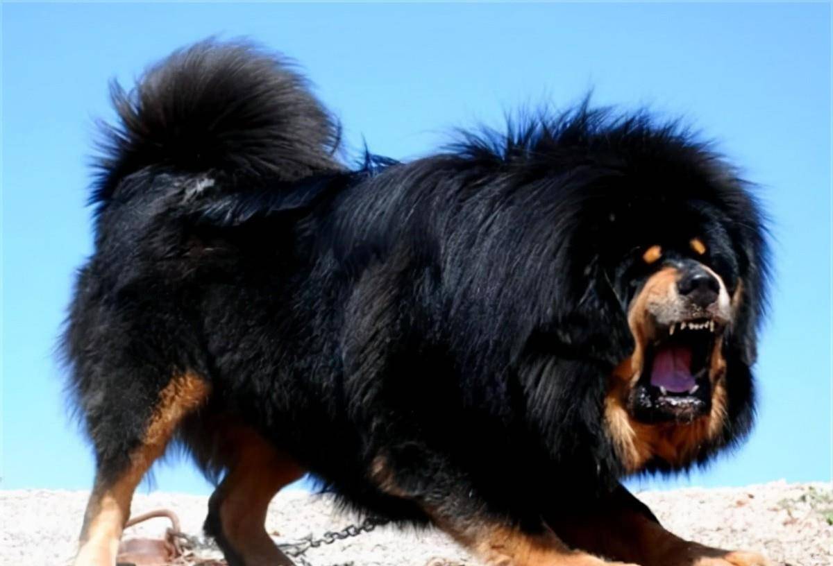 原创原创养殖户花500万订制藏獒根雕长4米重达3吨如今烂成废柴