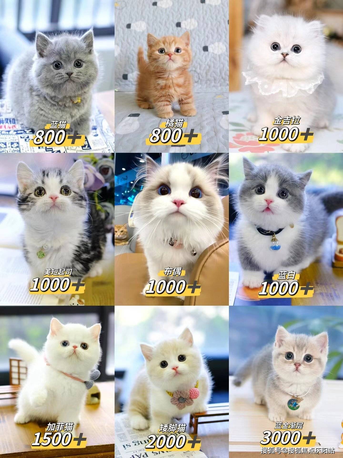 泉州柯基犬首页网站泉州泉州哪里有柯基犬卖丨泉州哪里有柯基犬卖