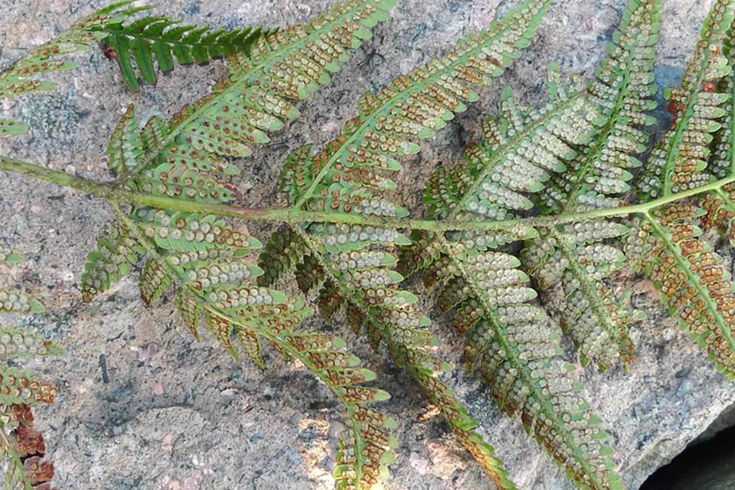 我见到的山东本土野生植物(29)两色鳞毛蕨