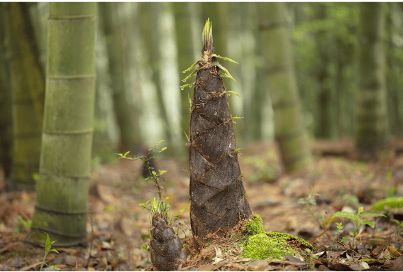4月春游季,在这里欣赏最美人间_竹子_青团_春笋
