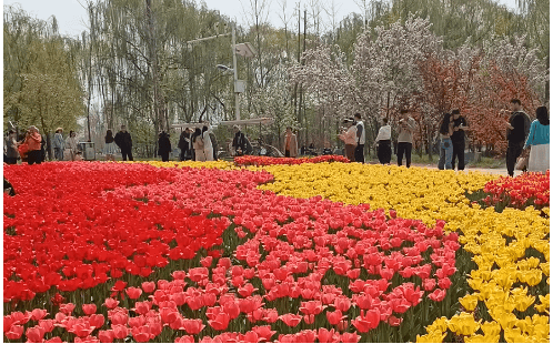 石家庄市植物园春日顶流郁金香 已达最佳观赏期