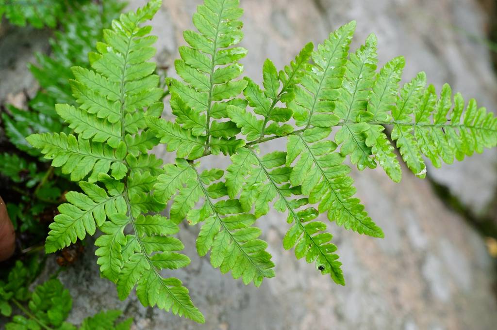 我见到的山东本土野生植物(31)中华鳞毛蕨_棕色_叶柄_鳞片