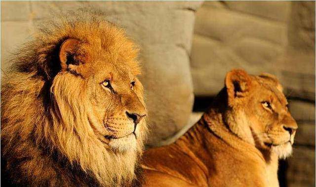 融入了平常百姓的生活,受到高级别的礼遇,地位与万兽之王老虎不相上下