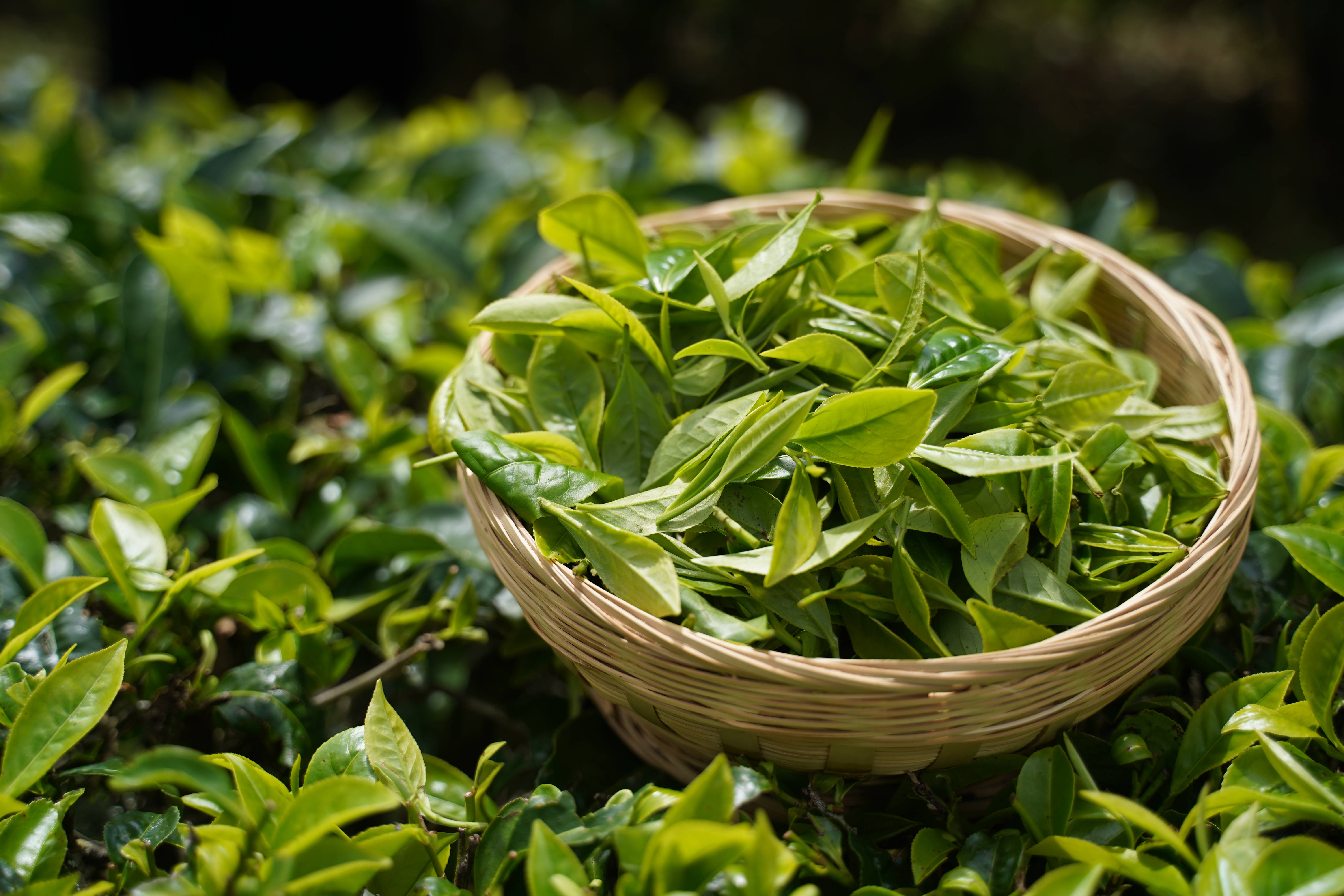 茶叶杀青过轻（茶叶杀青时间过长） 茶叶达成
过轻（茶叶达成
时间过长）《茶叶经过了什么的发展过程》 茶叶资讯