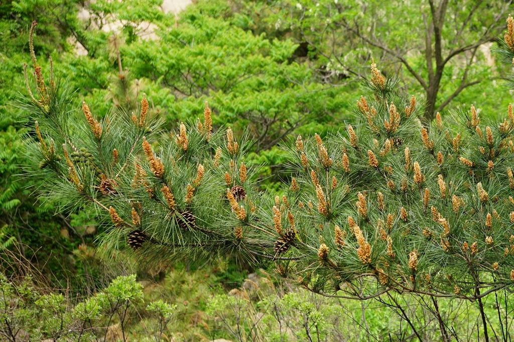 我见到的山东本土野生植物