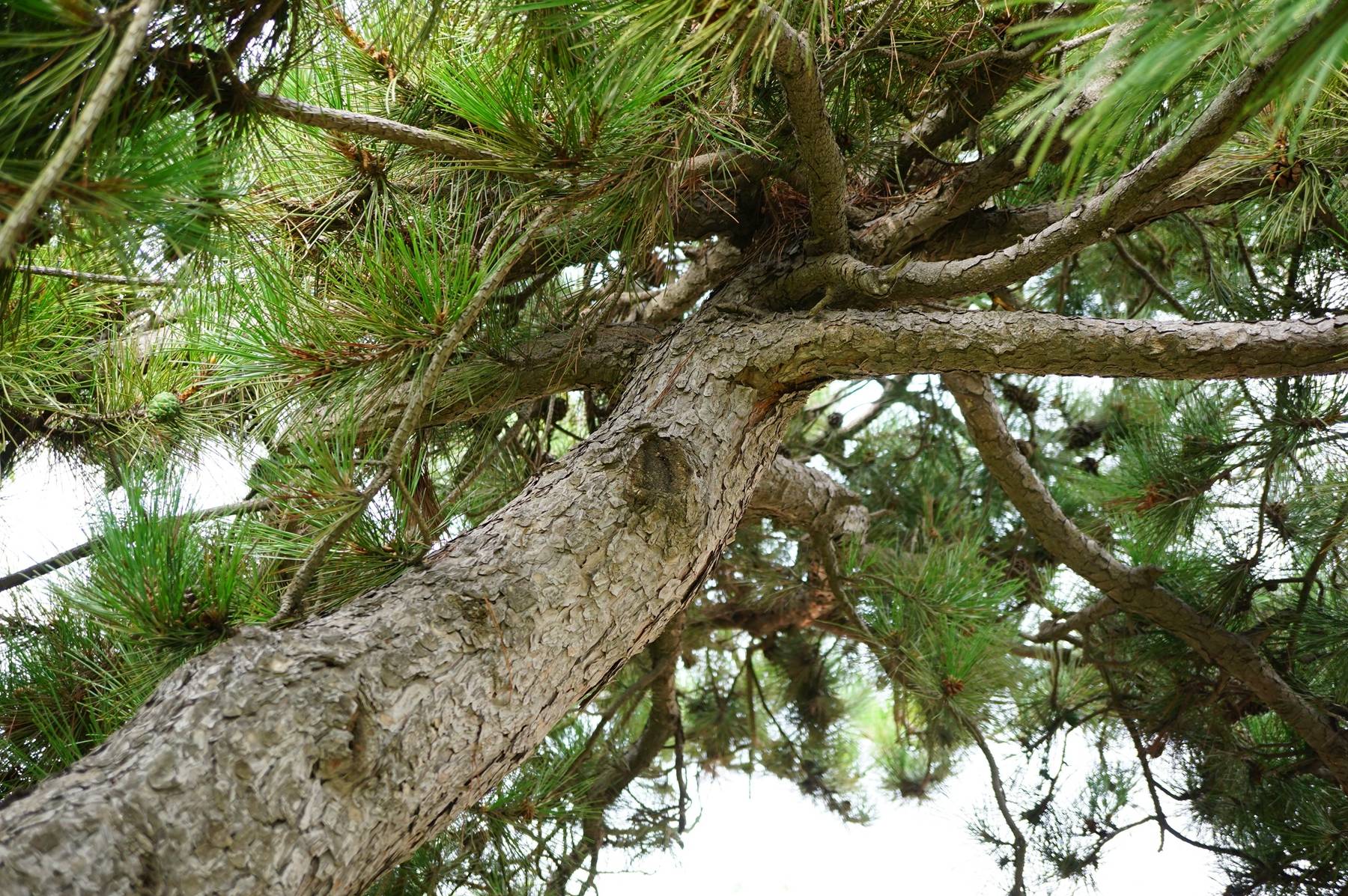 我见到的山东本土野生植物