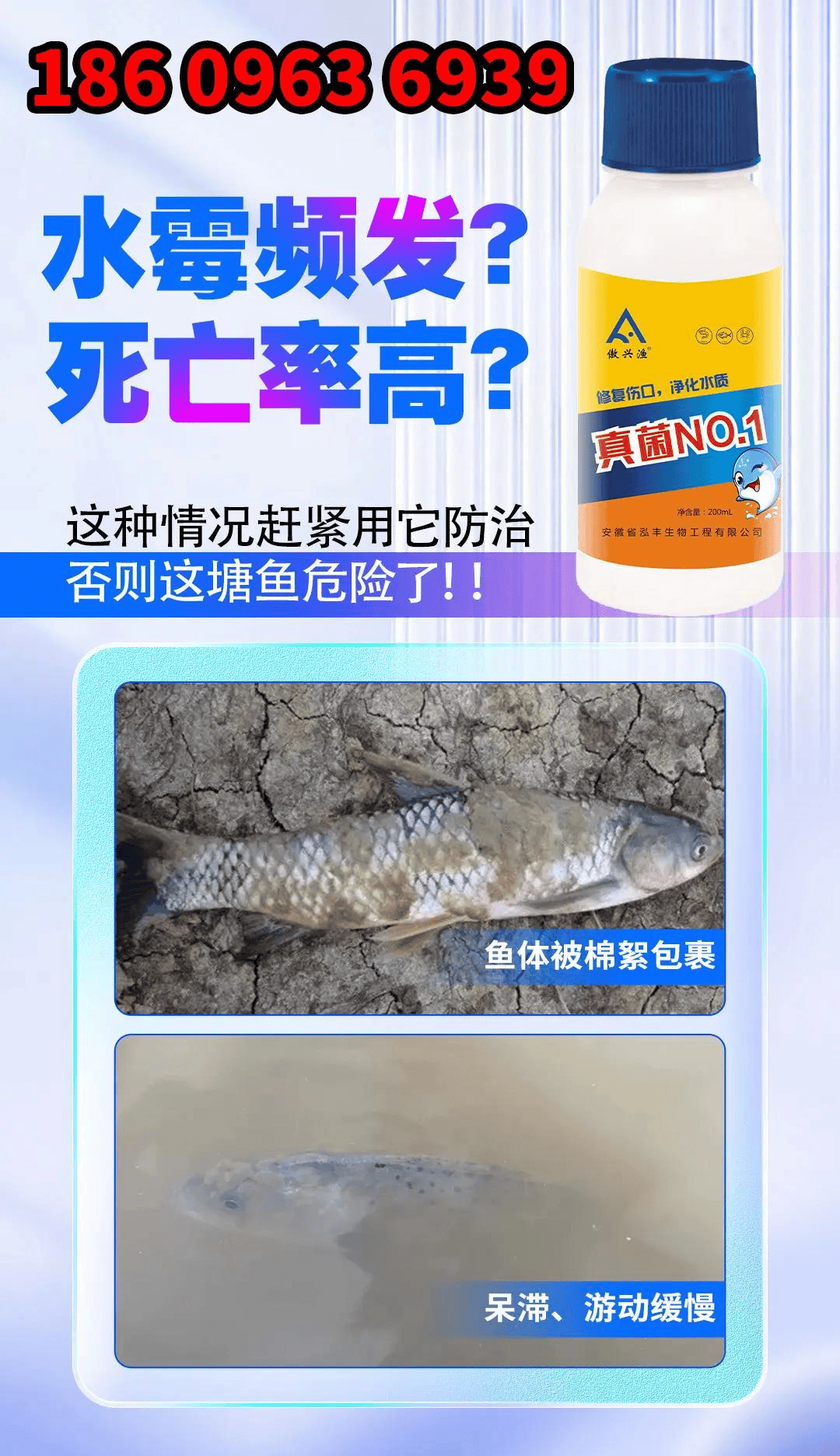傲兴渔真菌no1杀手水霉找上你了吗千万别盲目用药教你一招搞定水霉