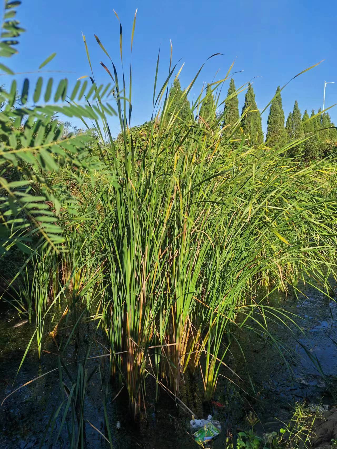 我见到的山东本土野生植物
