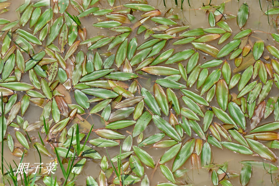 用于急性结膜炎,黄疸,水肿,白带,小儿疳积,蛔虫病;外用治痈疖肿毒.