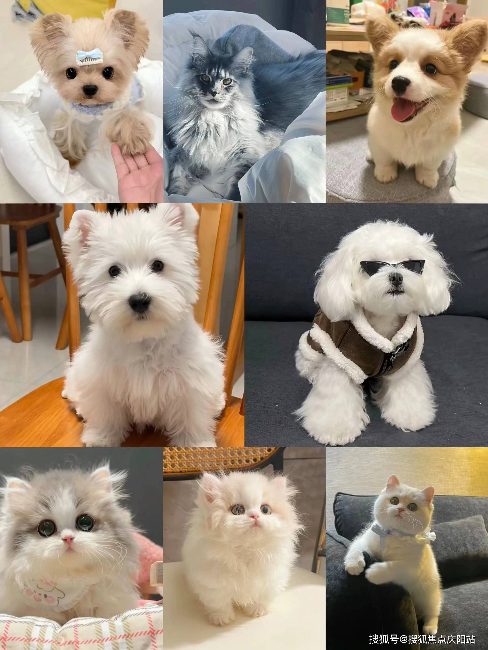 买博美首页网站宁波镇海区买博美狗狗的地方