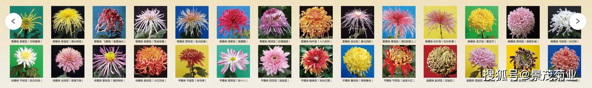 菊花知识让你秒懂菊花