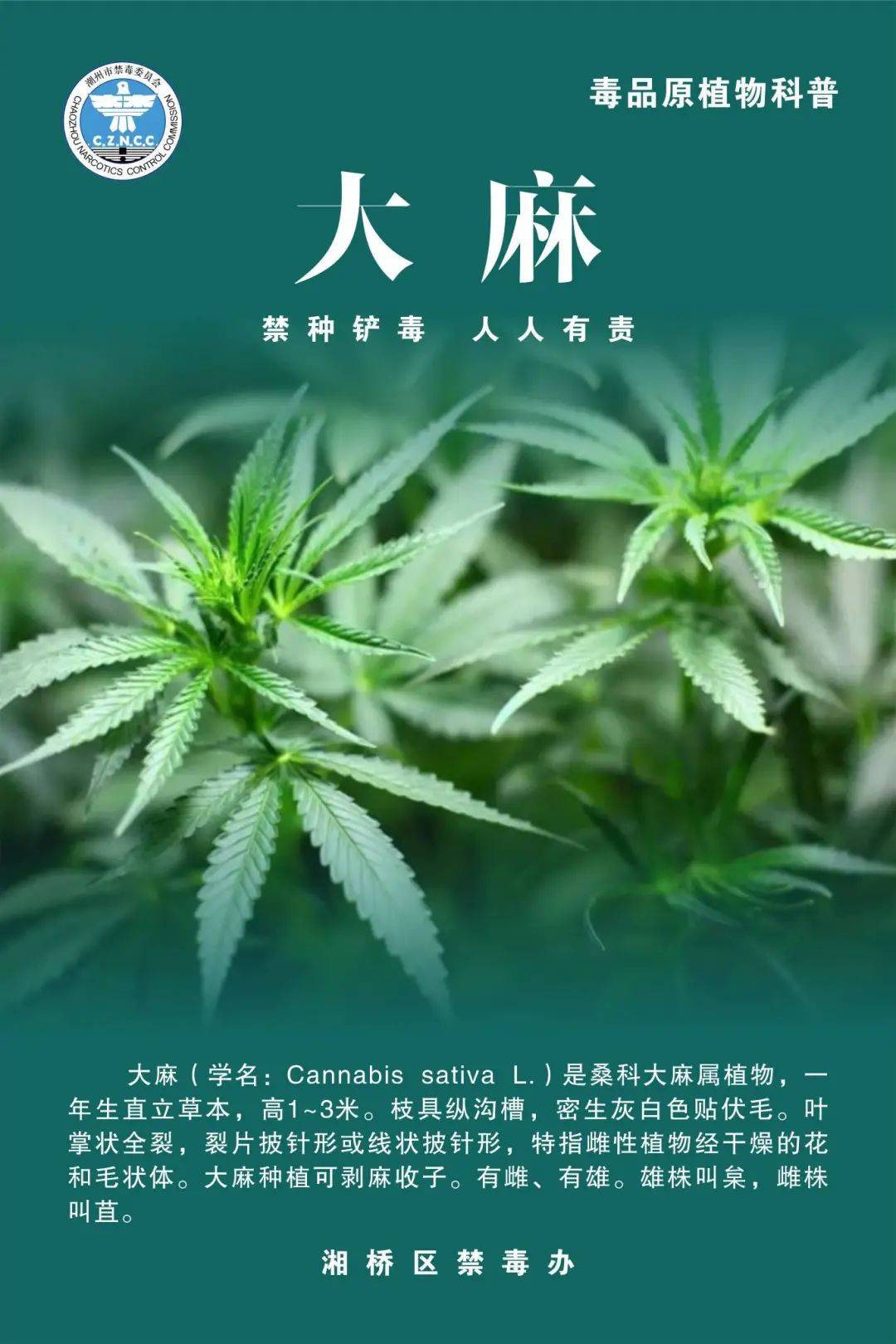 禁种铲毒|毒品原植物小课堂一起来学